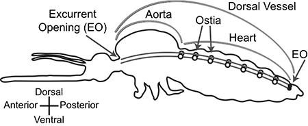 mosquito circulatory system diagram