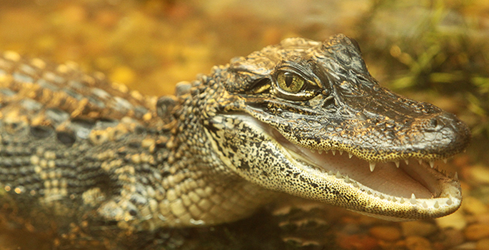 Despite their thick skins, alligators and crocodiles are surprisingly  touchy | Vanderbilt University