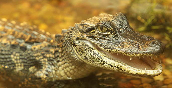 human crocodile skin