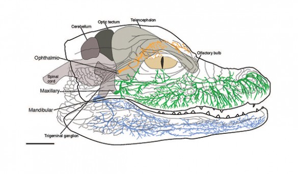 Alligator innervation diagram