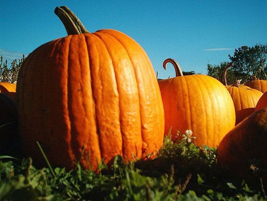 https://cdn.vanderbilt.edu/vu-news/files/20190418000145/Pumpkin_patch.jpg