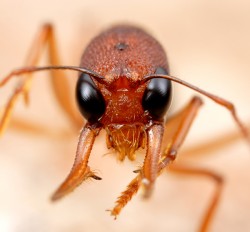 Indian jumping ant