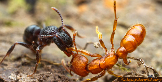 Fighting ants