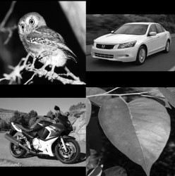 Some of the images used in the object recognition test. (Gauthier Lab)