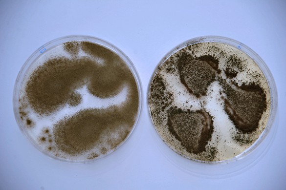 Aspergillus cultures