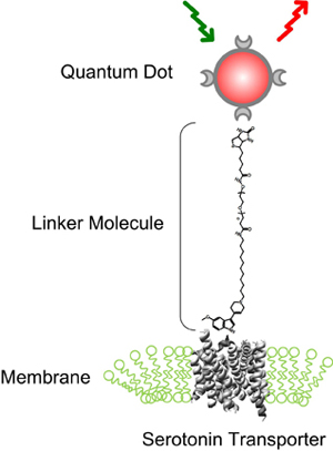 Illustration of how a quantum dot is attached to a serotonin transporter. (Jerry Chang / Vanderbilt)