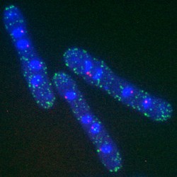 Cell Cycle - fission yeast