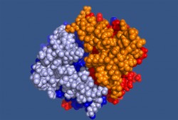 Barrel protein model