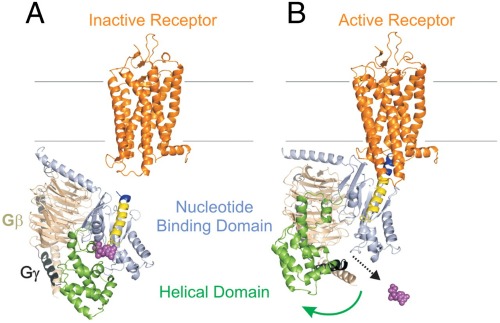 g protein binding