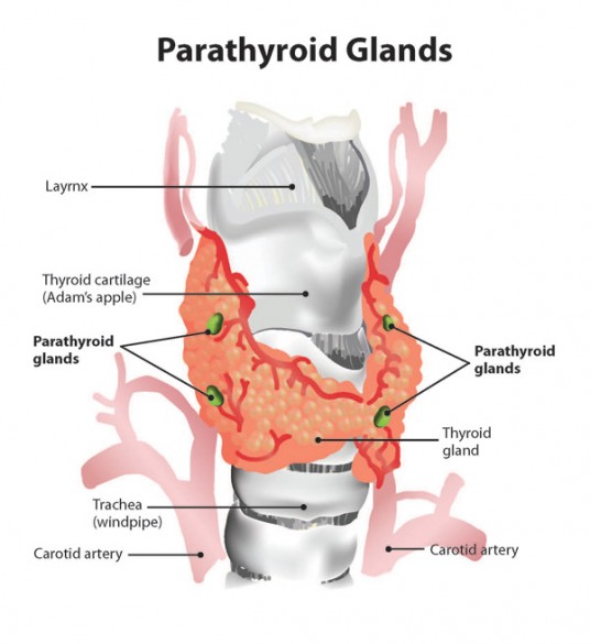 Parathyroid illustration