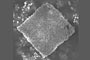 An SEM image of a single microparticle of porous silicon made by the direct imprinting surface. (Weiss Lab)