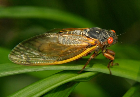 Cicada