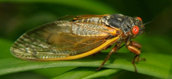 Cicada