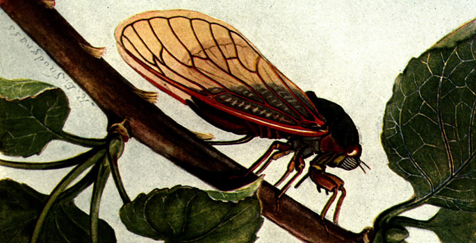 Cicada illustration
