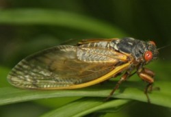 Cicada