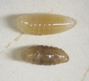 Two Nasonia larvae. The top larva is normal and the bottom larva is a hybrid. The biologists are comparing the bacterial colonies on normal and hybrid larvae to see if there are differences that account for the failure of the hybrids to develop. (Courtesy of Bordenstein Lab)