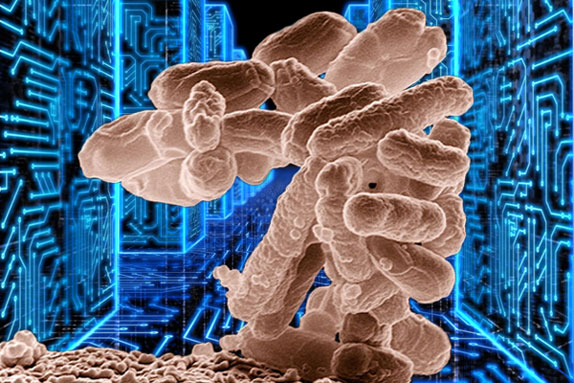 The simple E. coli bacterium shown can compute 1,000 times faster than the most powerful computer chip, its memory density is 100 million times higher and needs 100 millionth the power to operate. (Jenni Ohnstad)