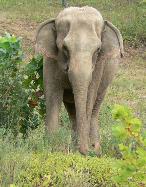 A Vanderbilt study has shown that elephants can transmit tuberculosis to humans. (courtesy elephants.com)