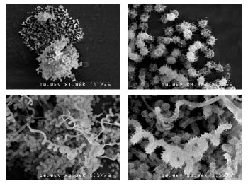 Electron microscope images of some of the cave microorganisms that the Bachmann group.