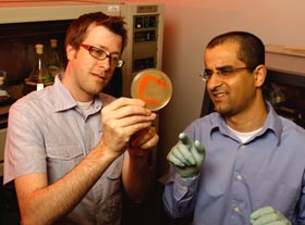 Brian Bachmann and graduate student Ahmad Al-Mestarihi discuss one of the cultures of cave bacteria that they have grown in the lab. (Photo credit: John Russell, Vanderbilt University)