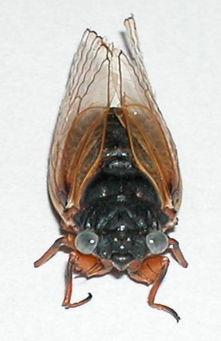 blue-eyed cicada