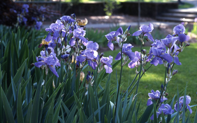 Irises planted by the Vanderbilt Garden Club, 1997. (Vanderbilt University Photographic Archives)