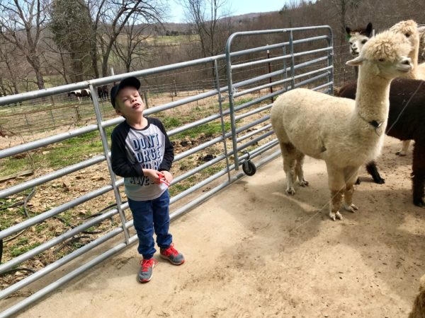 Learn to Spin Alpaca Fleece  The Yass Phoenix - Yass Region News and  Current Affairs