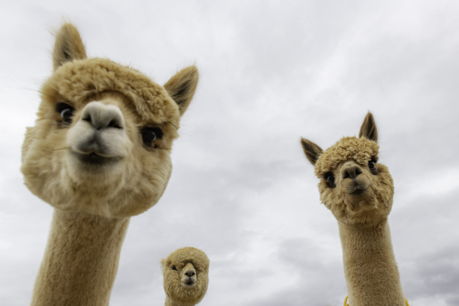 Meet the alpacas that are helping researchers who study autism, Alzheimer's  and cancer