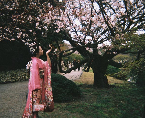 “Cherry Blossoms in Tokyo” by Francis Lee