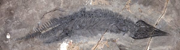 Fossil of thalattosaur