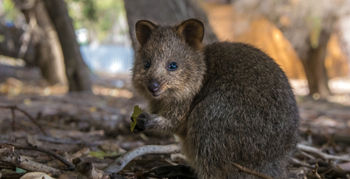 Where are the quokkas? New study explains what happened to the “happiest  animal in the world” | Vanderbilt University