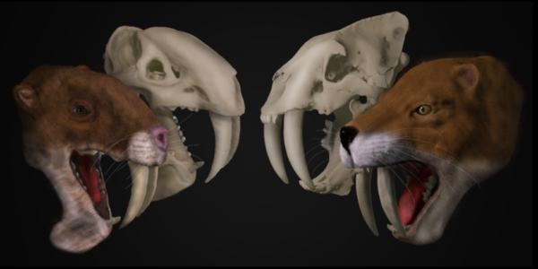 marsupial sabertooth Thylacosmilus atrox 