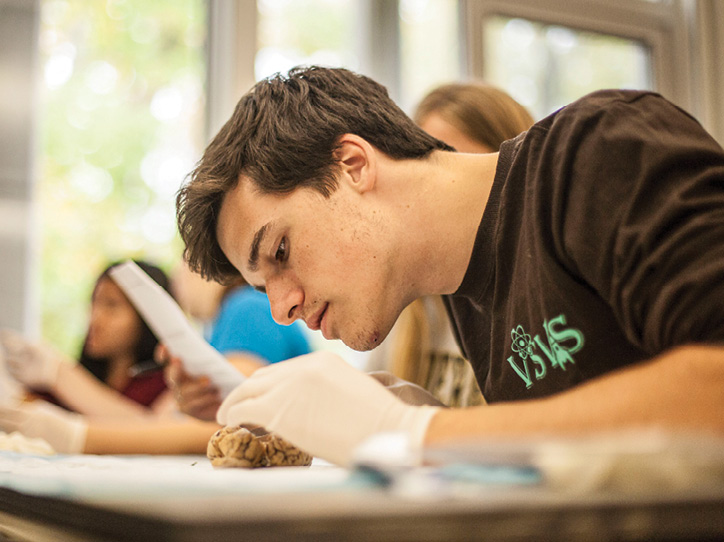 photo of a male student examining a sheep brain