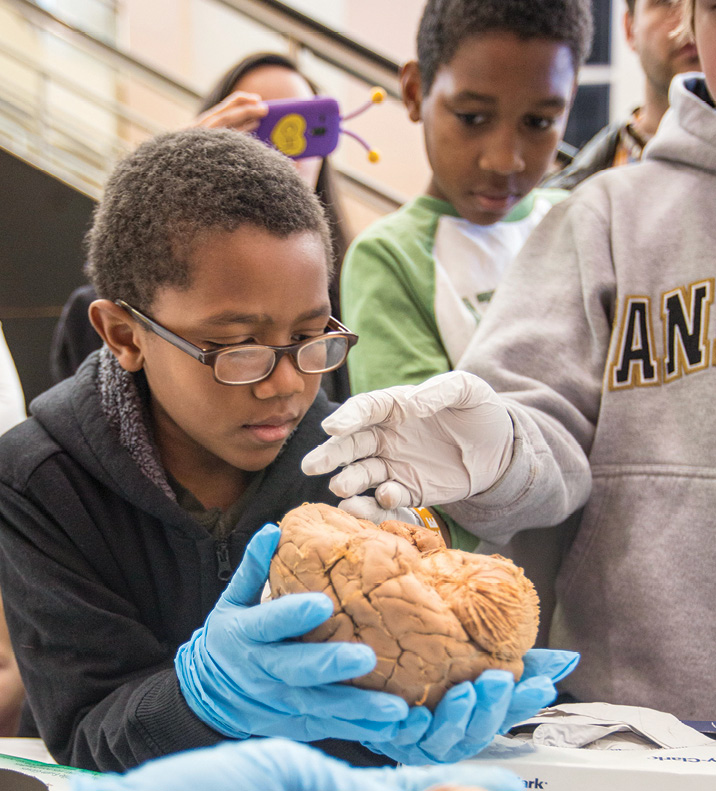 photo of children examining a brain