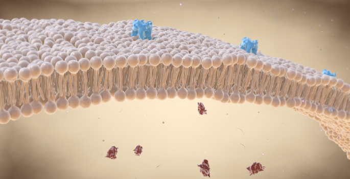cell membrane lipid bi-layer with receptors
