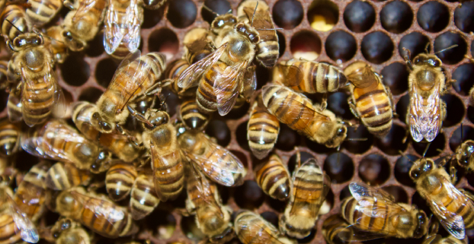 Research Snapshot: Bees can tell time by temperature, Vanderbilt research finds