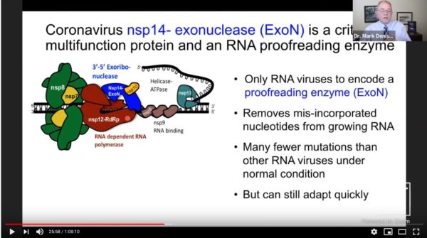 Coronaviruses are the only RNA viruses to encode a proofreading enzyme