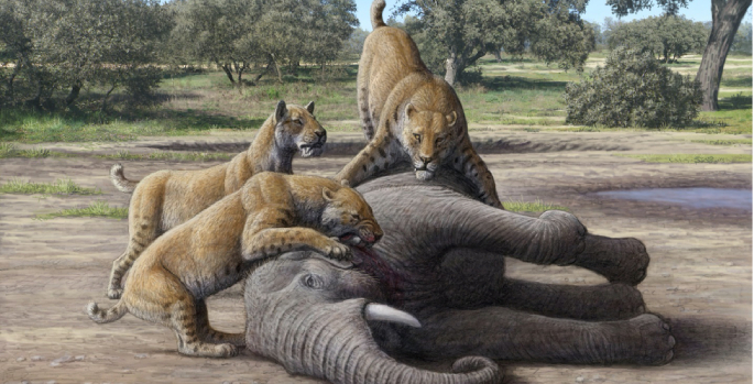 Diet of Homotherium sabertooth cat included baby mammoths, according to new research