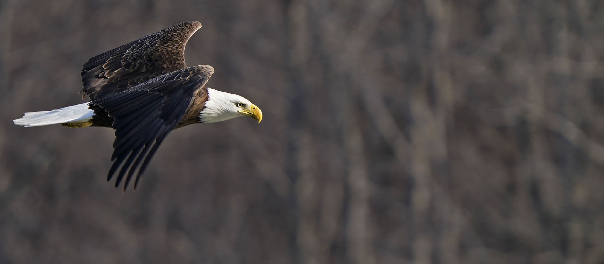 Bald eagle soaring against a Middle Tennessee landscape of winter trees