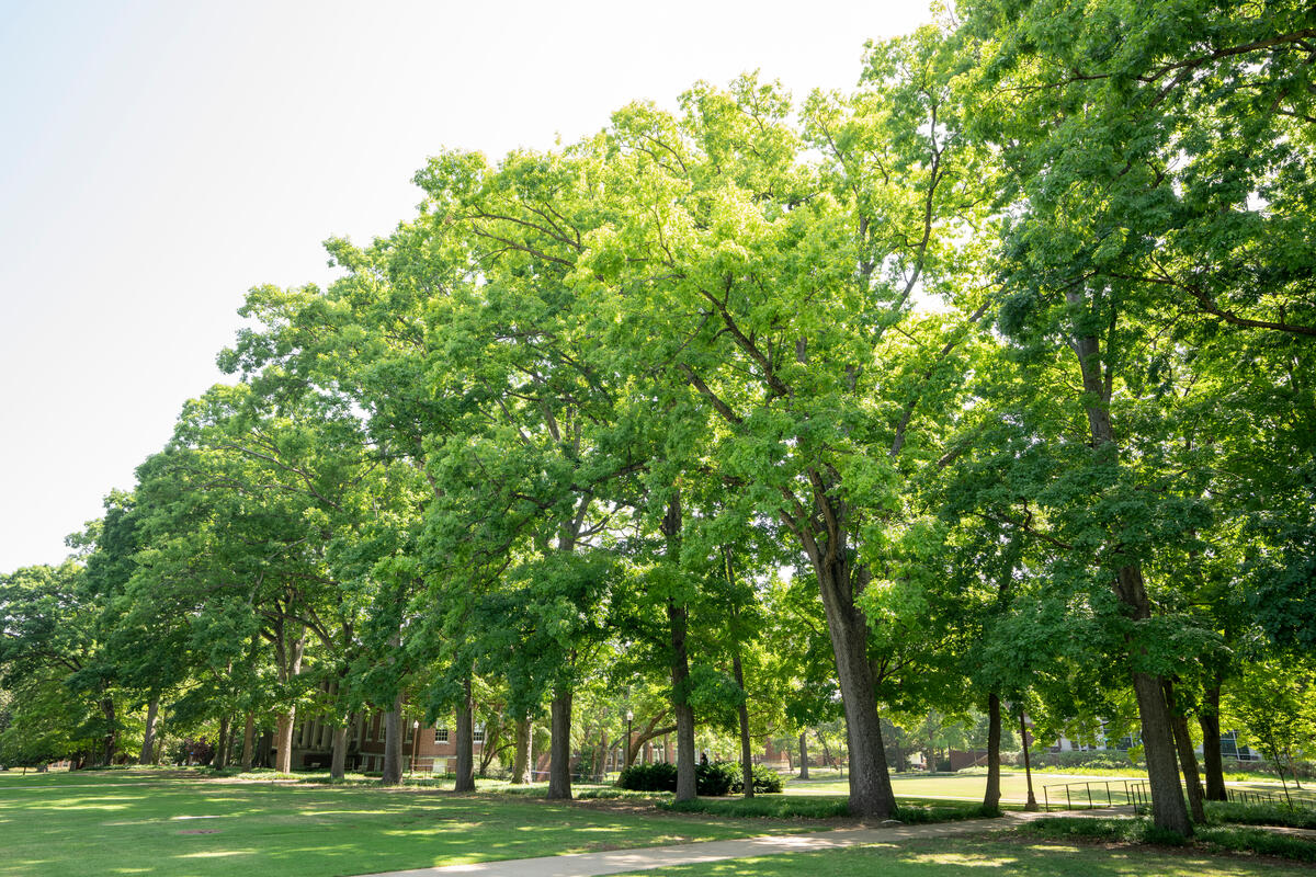 Tree replacement policy will guide sustainability of Vanderbilt’s green ...