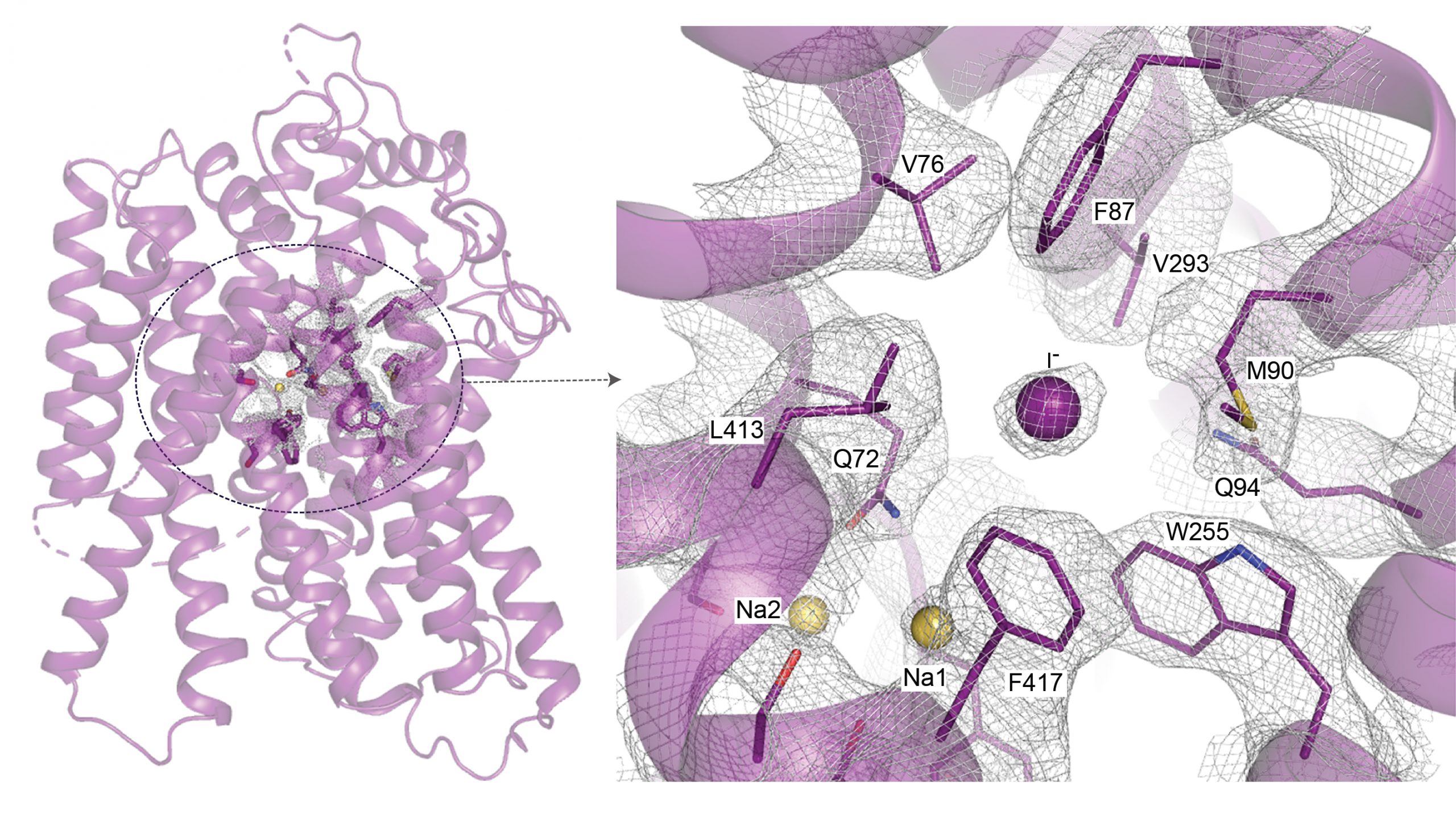 Researchers determine the structure of key thyroid iodide transporter