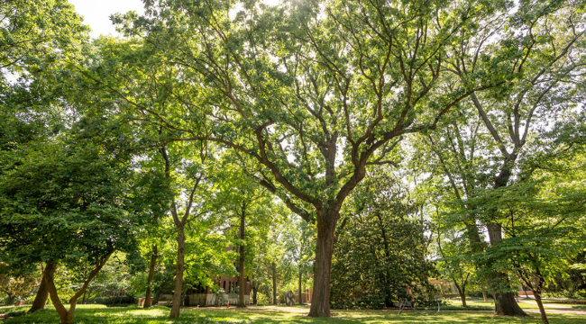 Bicentennial Oak, beloved campus landmark, has died