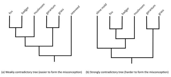 tree digrams comparing weak and strong contradictory trees