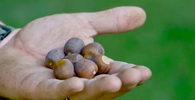 Close-up of acorns in hand