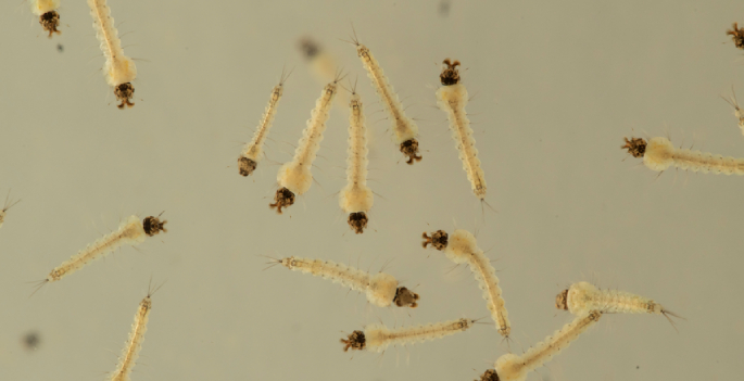 mosquito larvae 