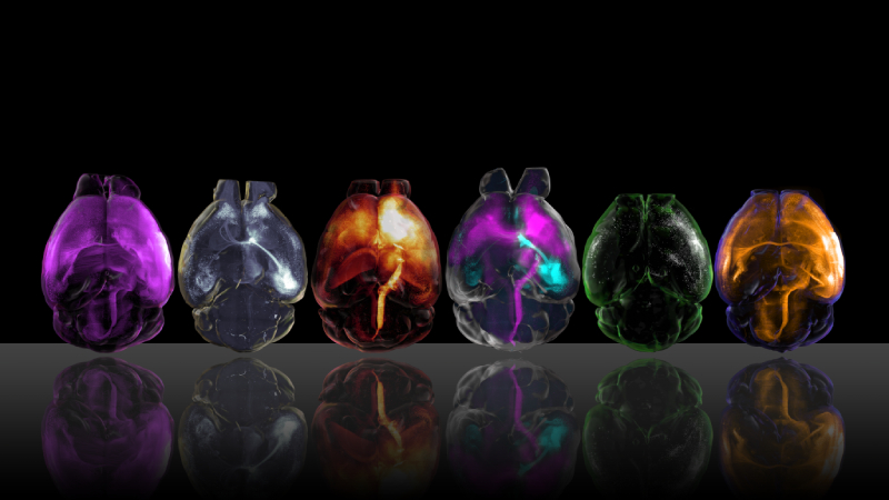 Series of de-lipidated (“cleared”) mouse brains imaged using light sheet microscopy to reveal neural circuits marked by viral tracing strategies.