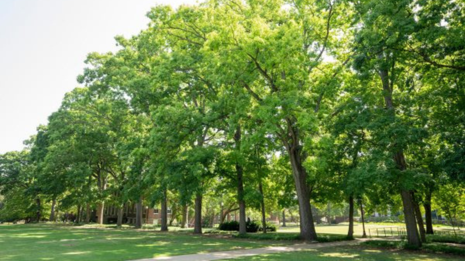 Vanderbilt arboretum