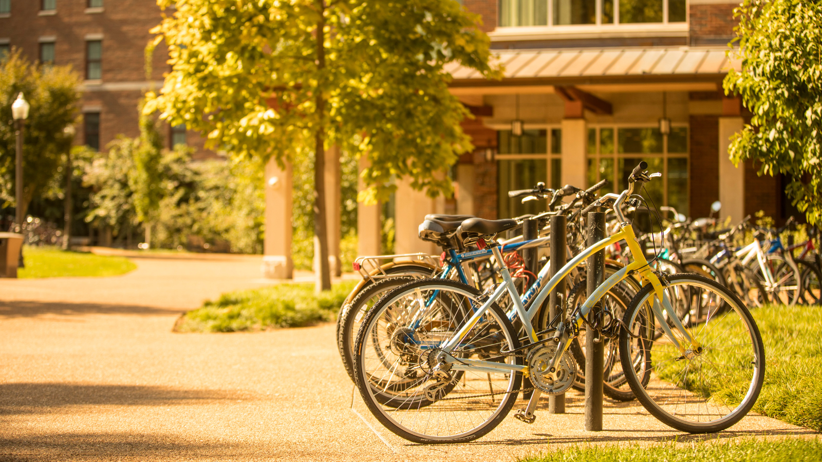 Bicycles parked on campus