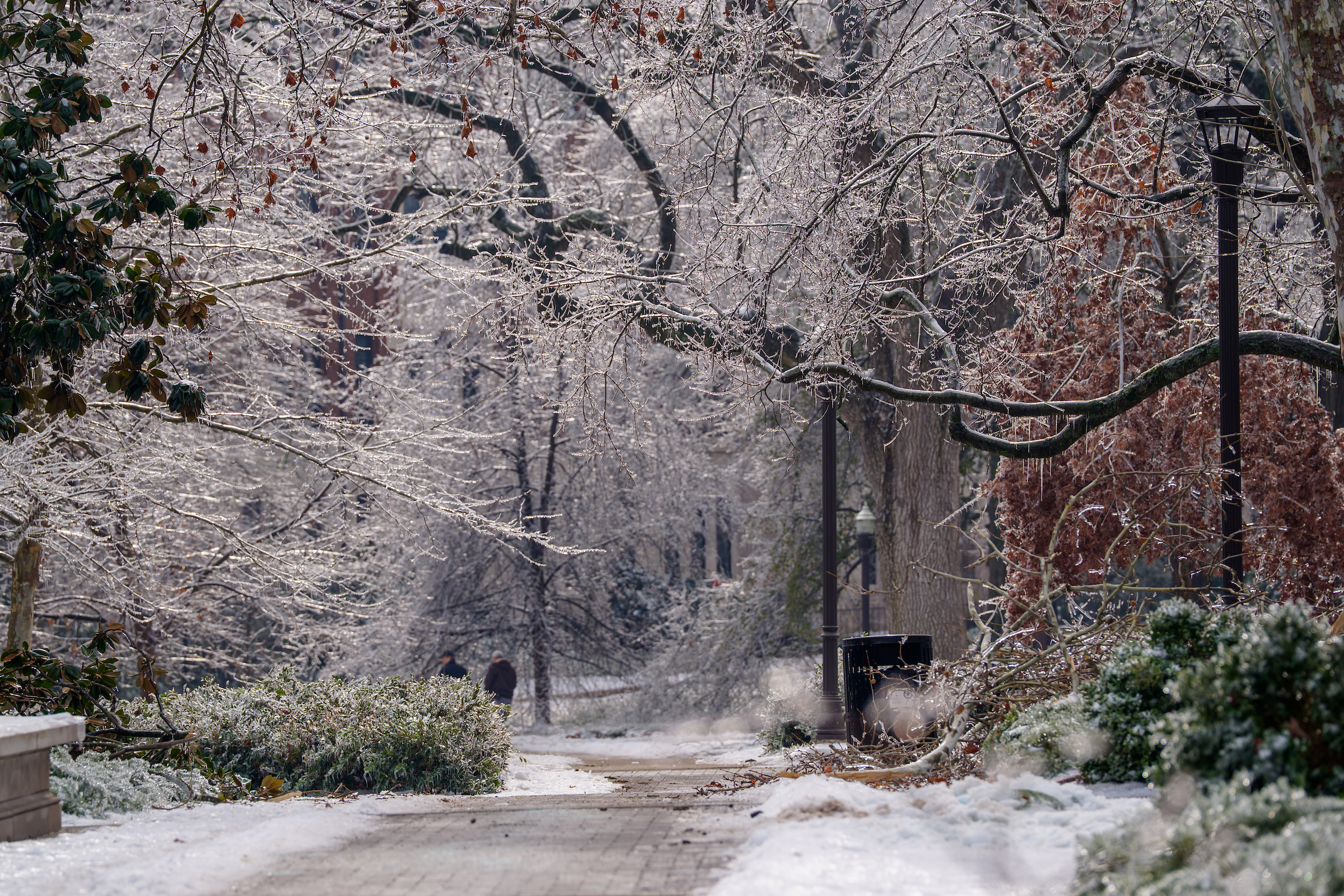 image of ice-covered trees on campus.