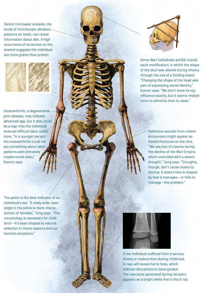skeleton Archives -  Study Guides
